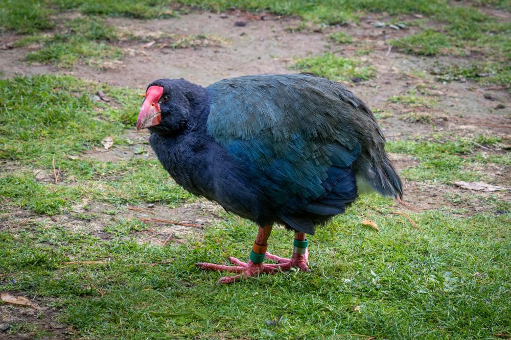 Takahe post image