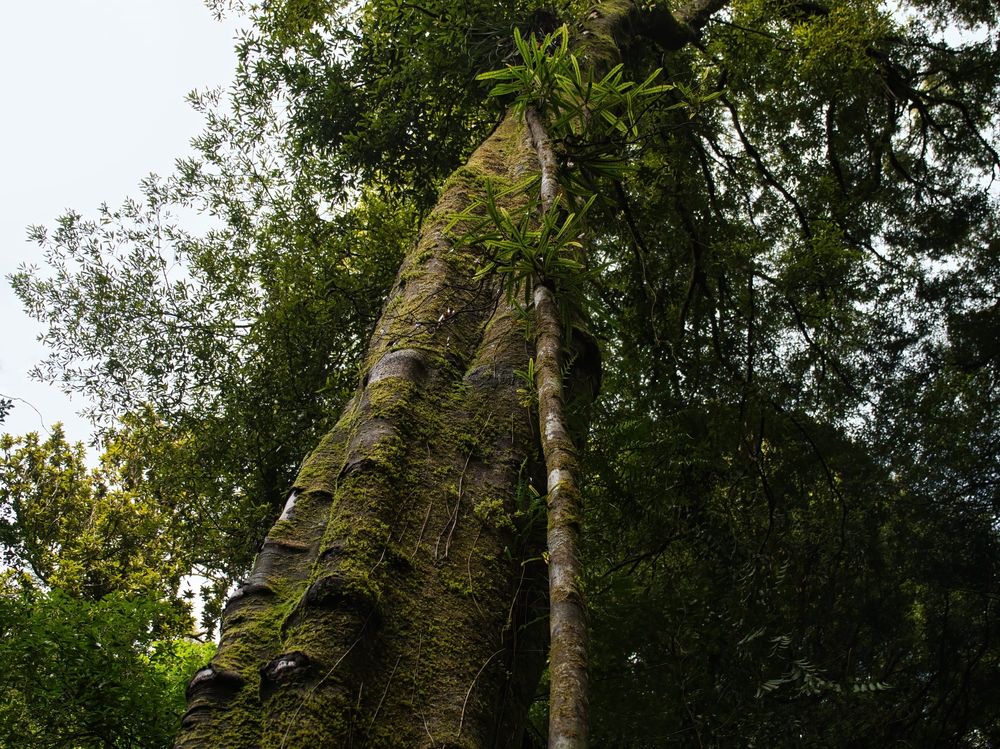 Tawa and Rewarewa post image