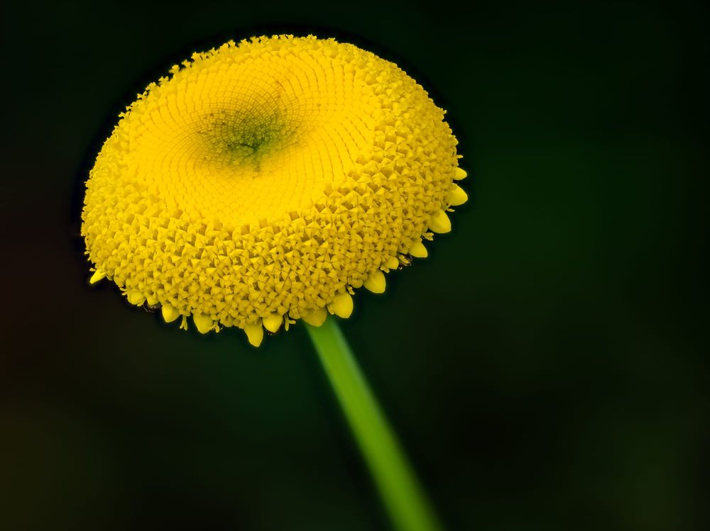 Textured flower head post image