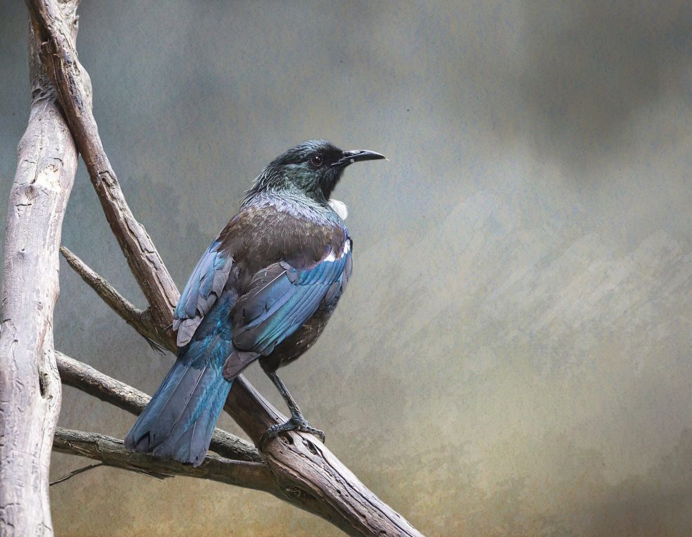 Tūī rests on a branch post image