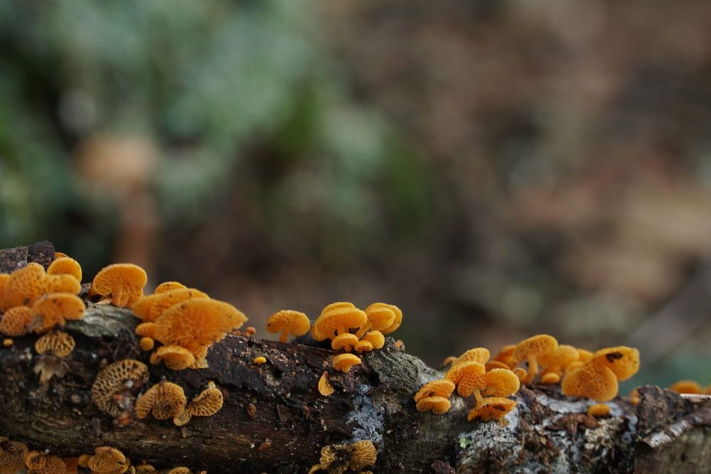Tiny orange fungi post image