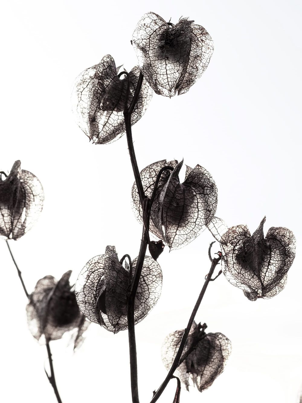 Transparent seed pods post image