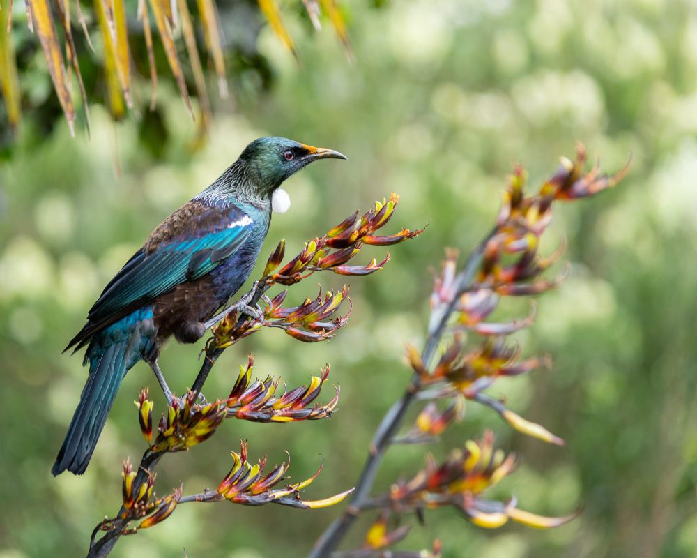 Tui flax post image