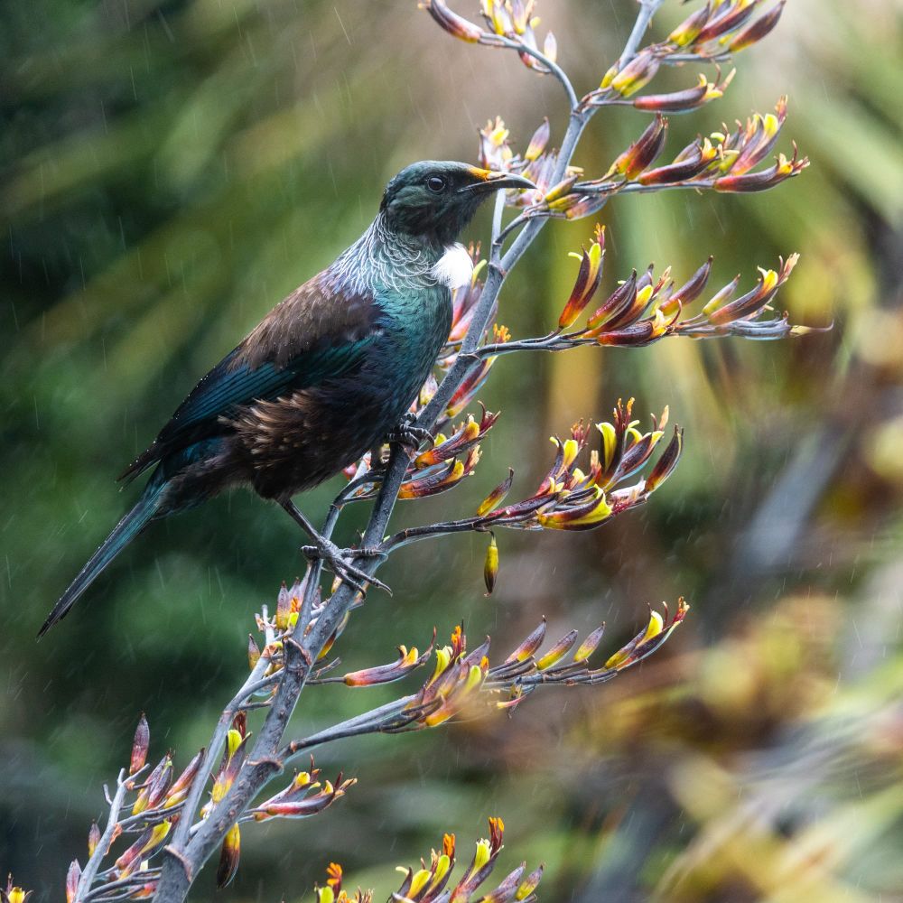 Tui in the rain post image