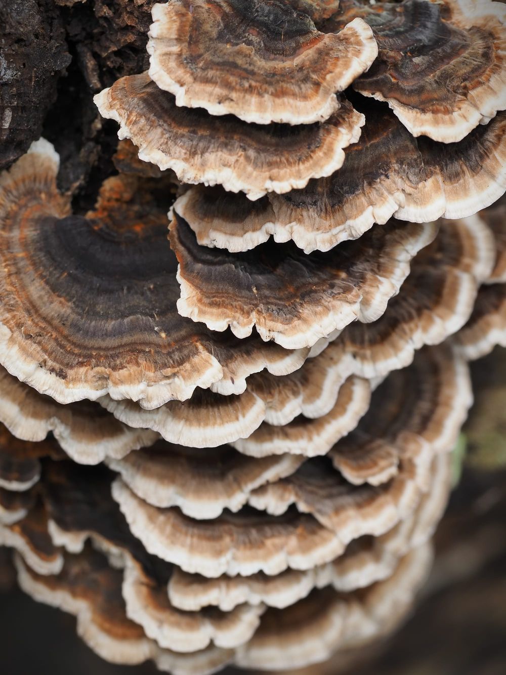 Turkey Tail mushroom post image