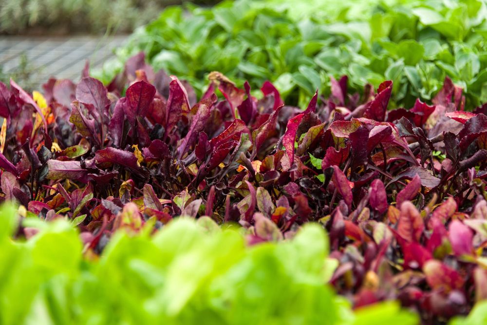 Vegetable seedlings post image