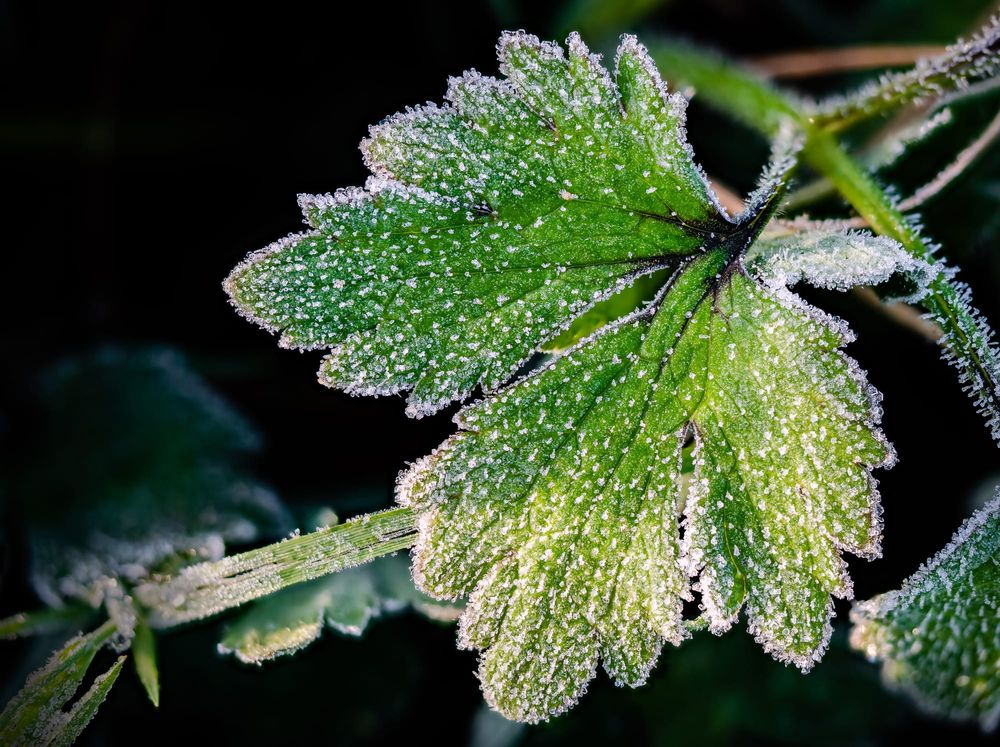 Winter frost green leaf post image