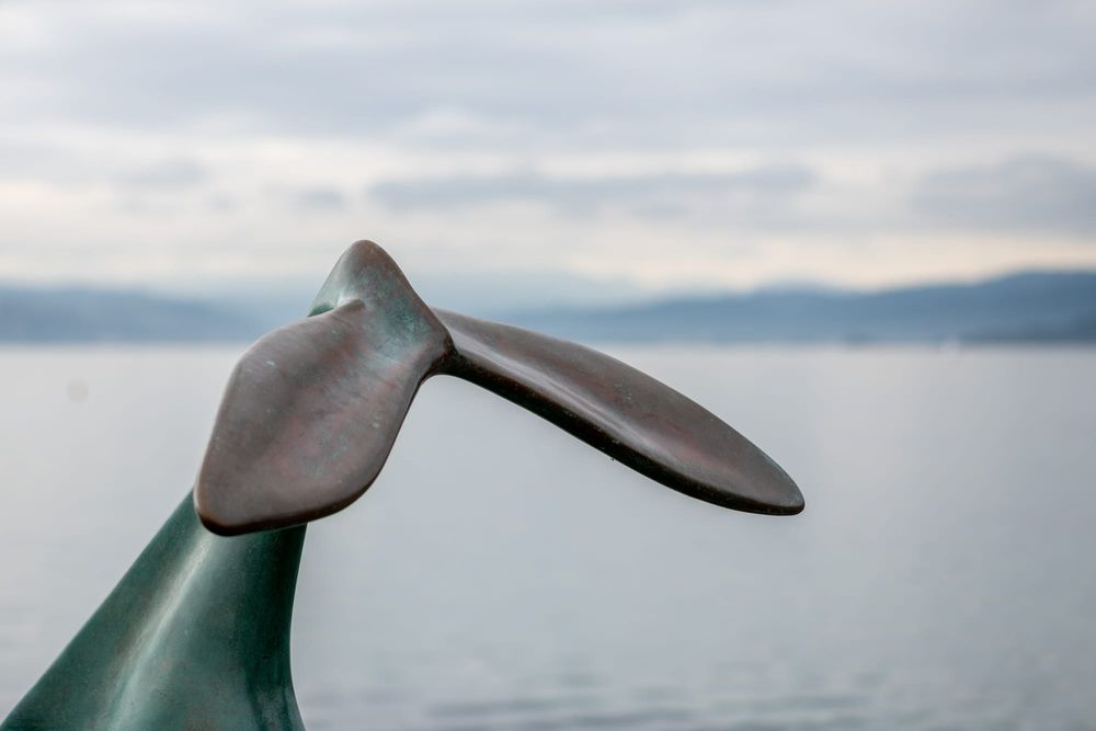 Whale's tail post image
