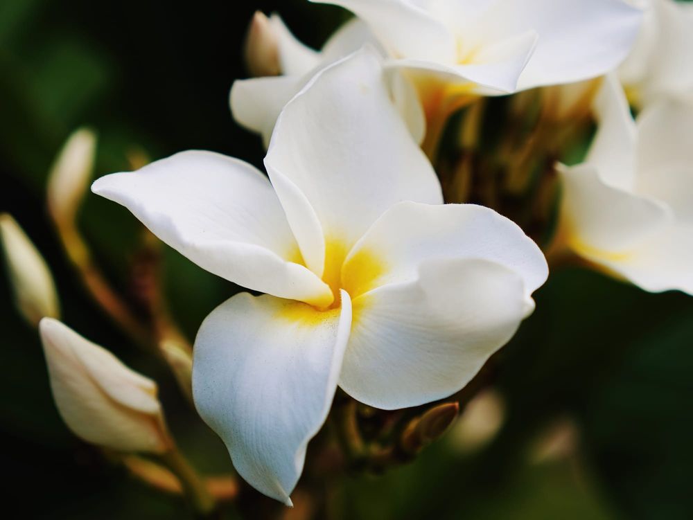 White frangipani post image