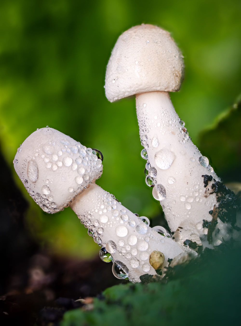 White mushrooms dew post image