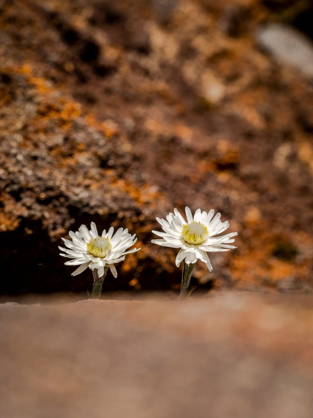 White mountain daisy post image