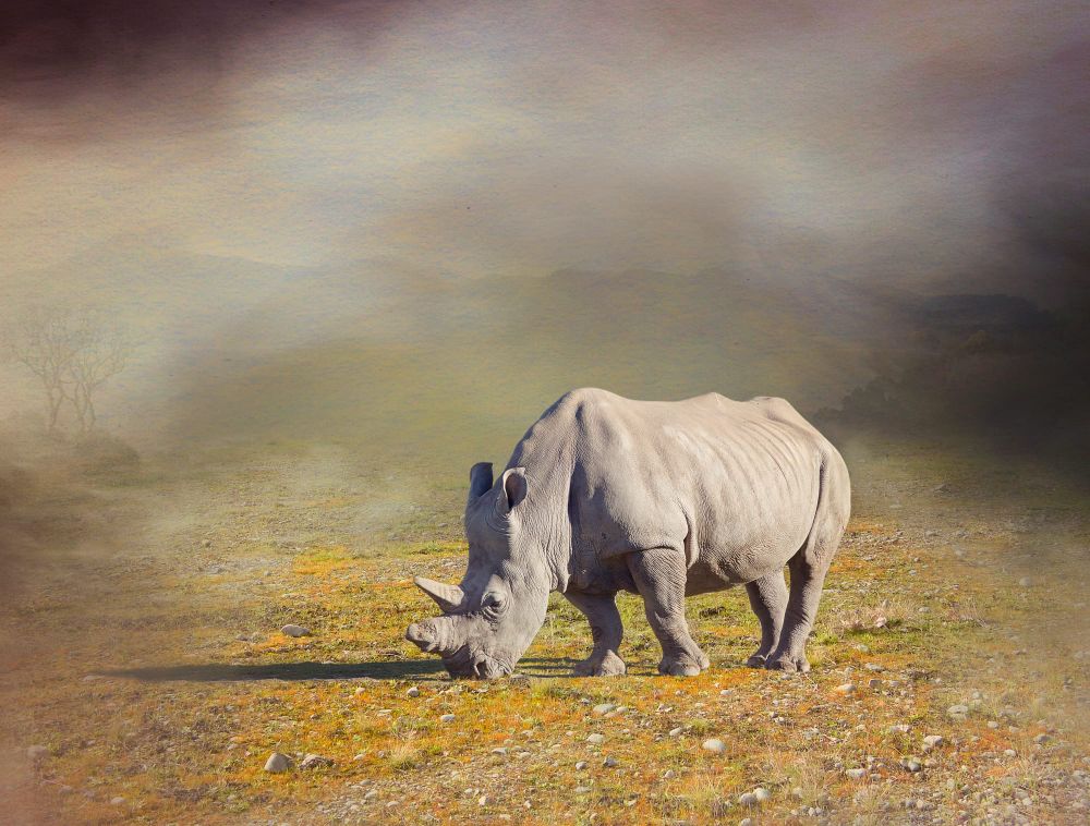 White rhino post image