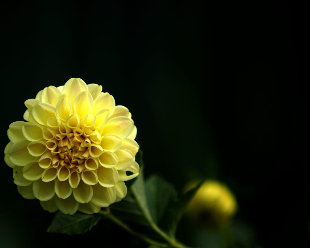 Yellow dahlia post image