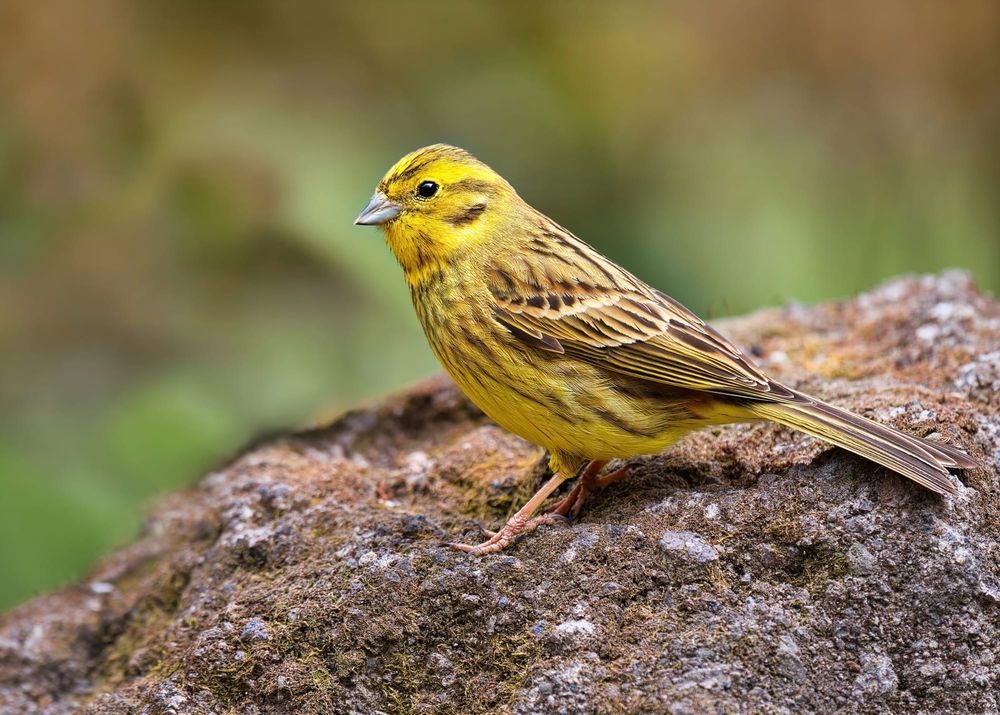 Yellowhammer post image