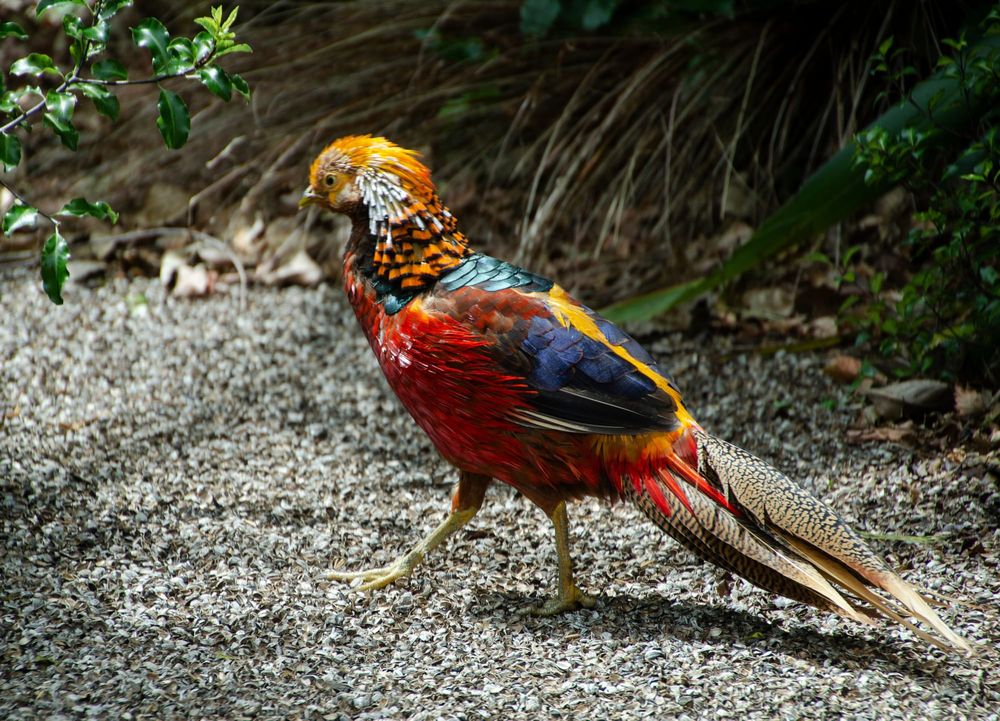 Bird - Golden Pheasant post image