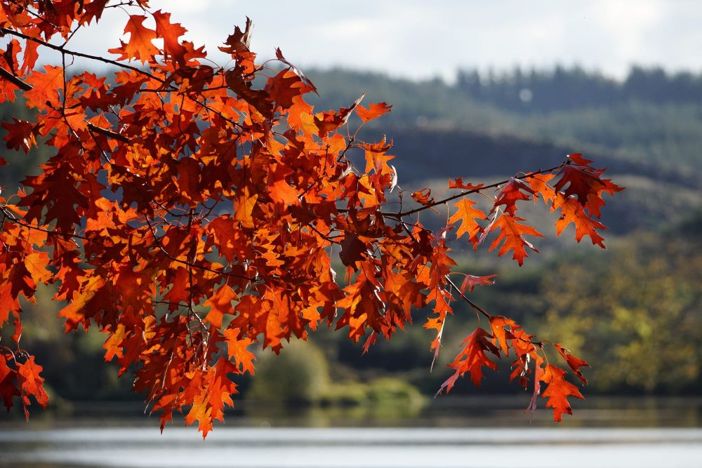 Autumn colours post image