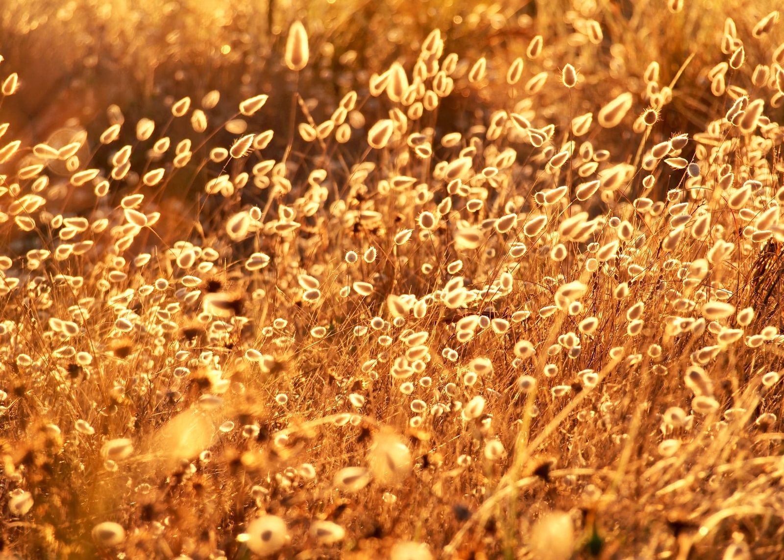 Golden hour page feature image