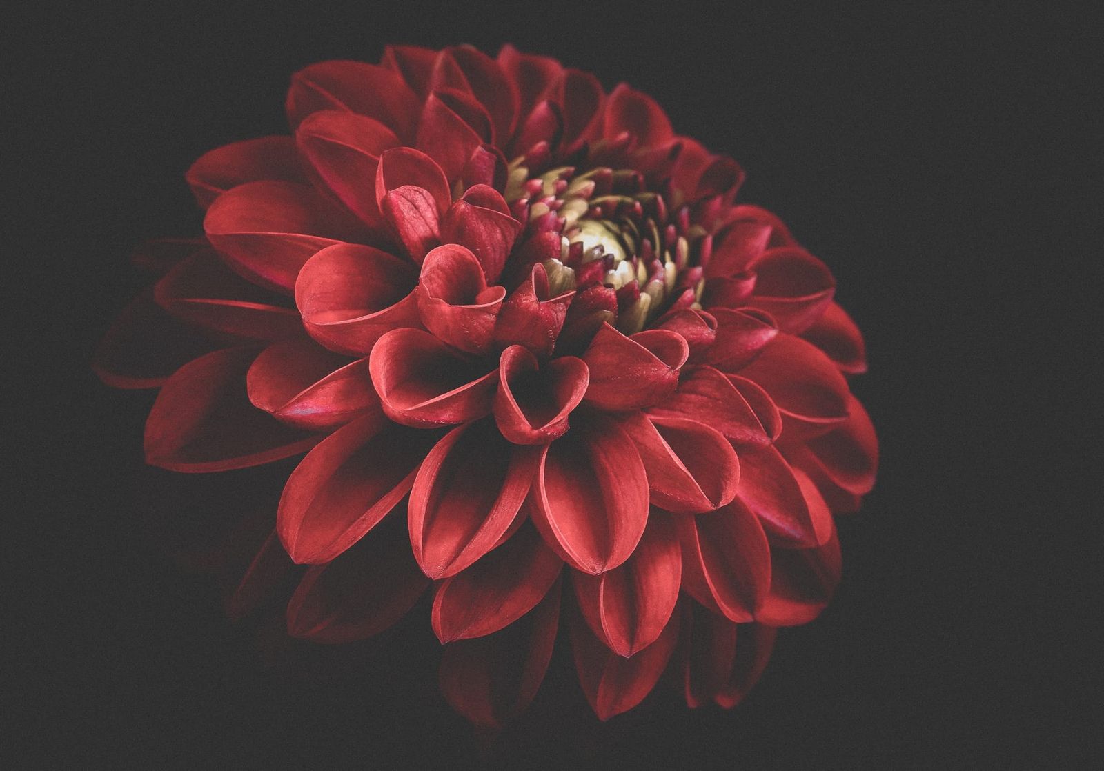 Dahlia page feature image