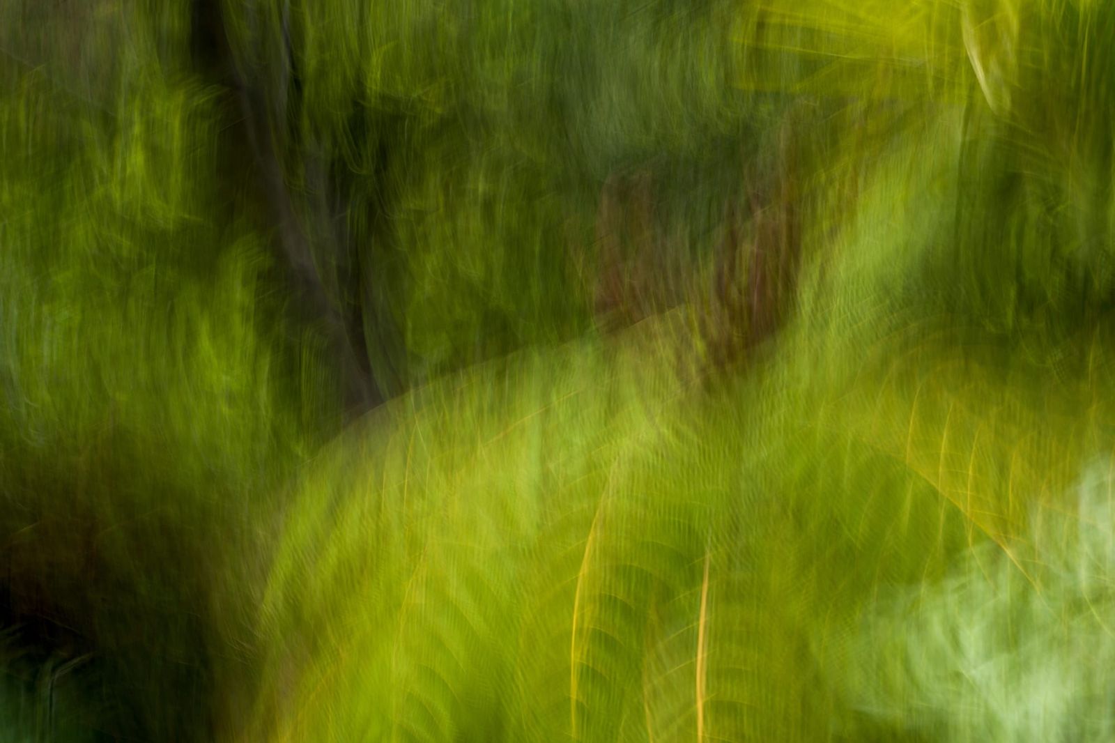Fern texture
