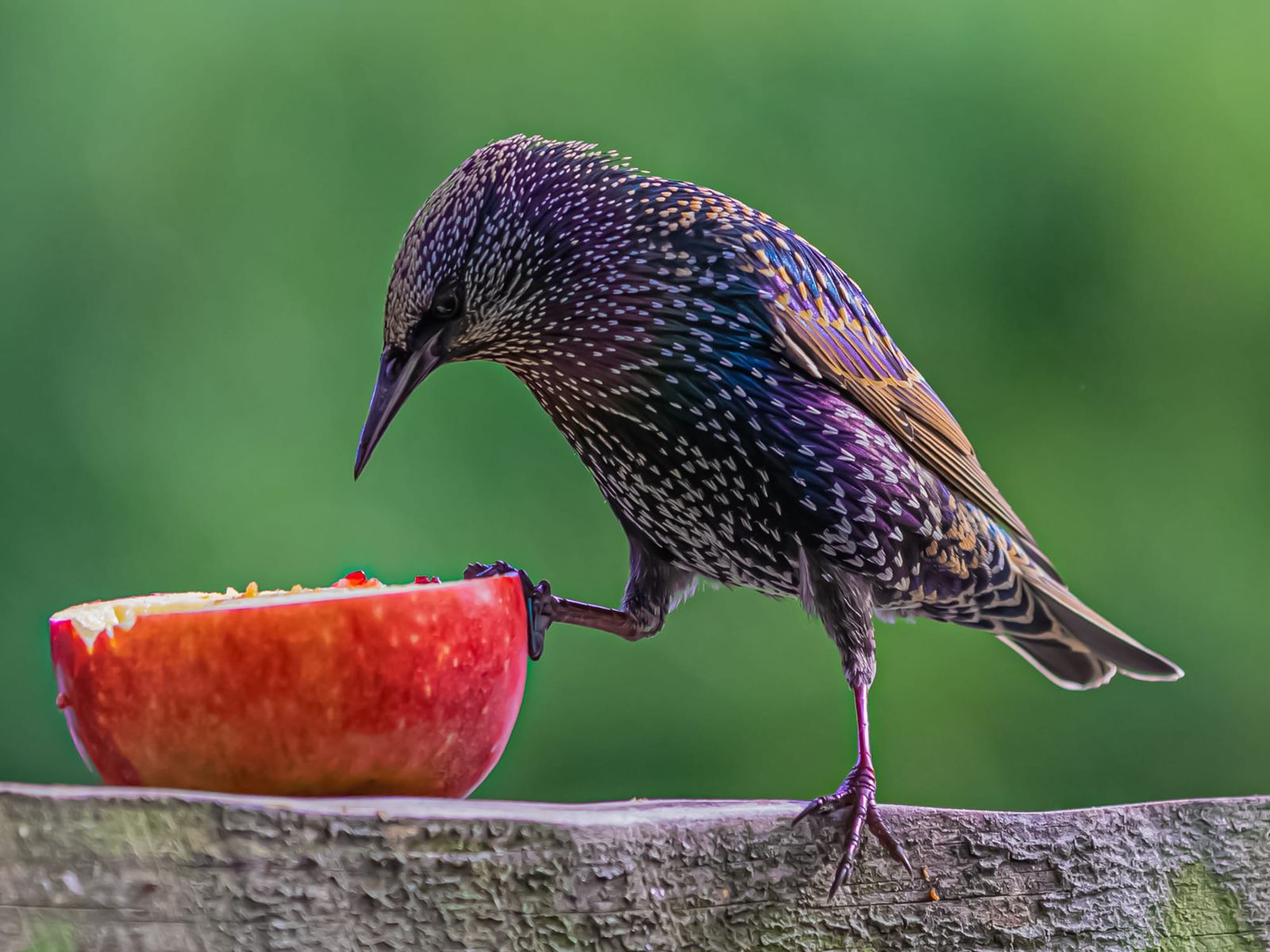 Starling page feature image