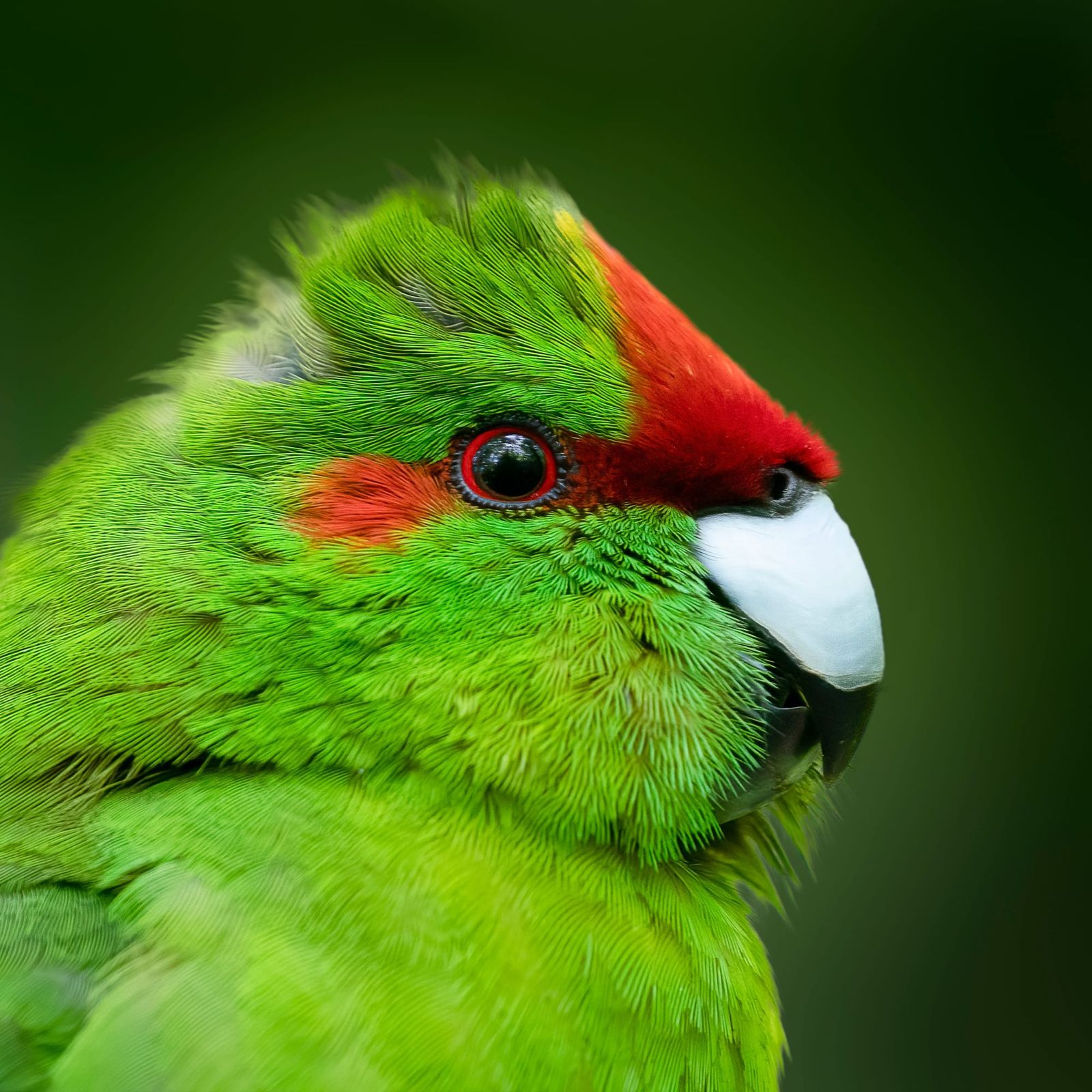 Kākāriki close-up