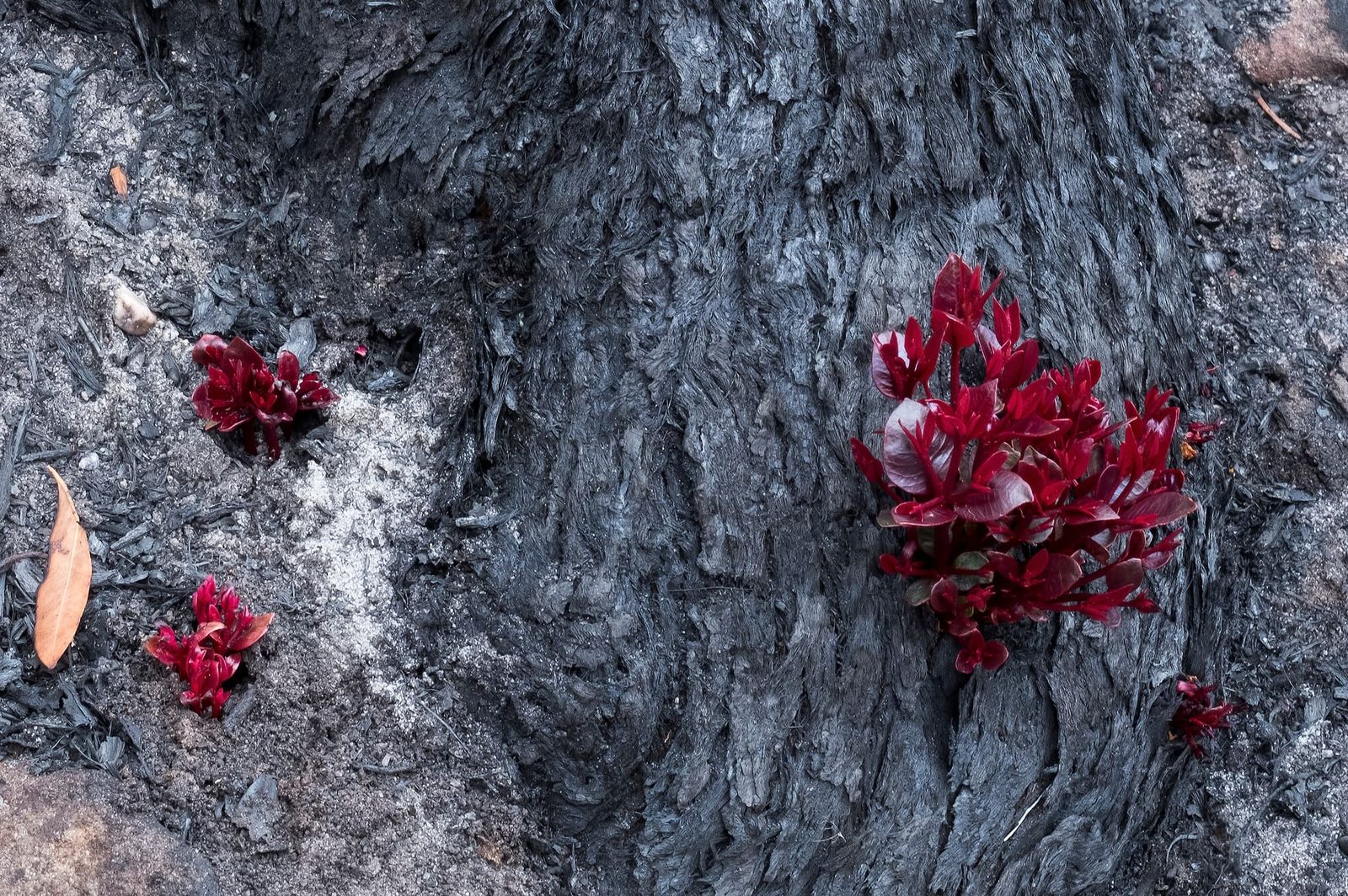 Kulnura bush recovery, NSW