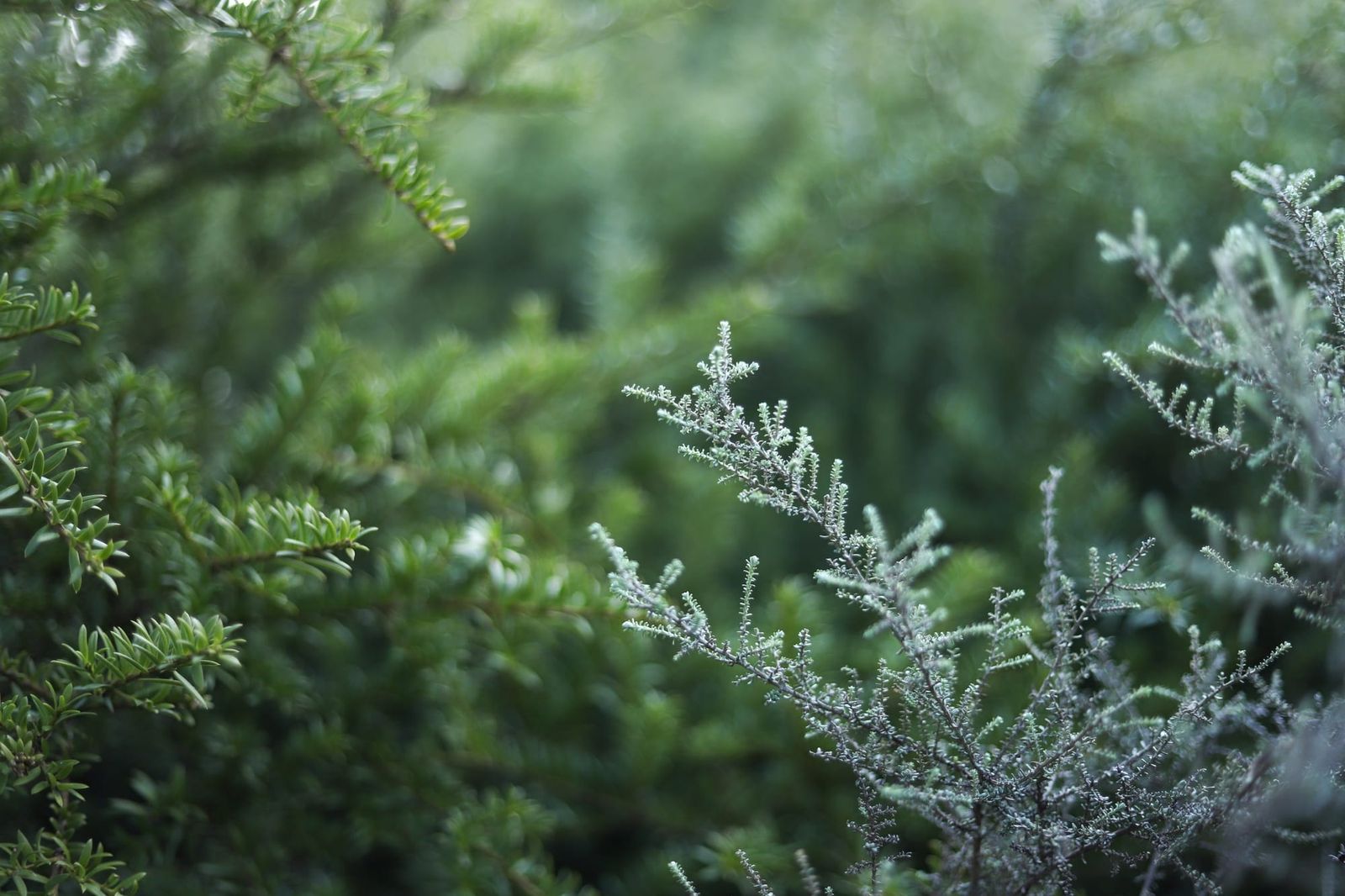 Bush page feature image