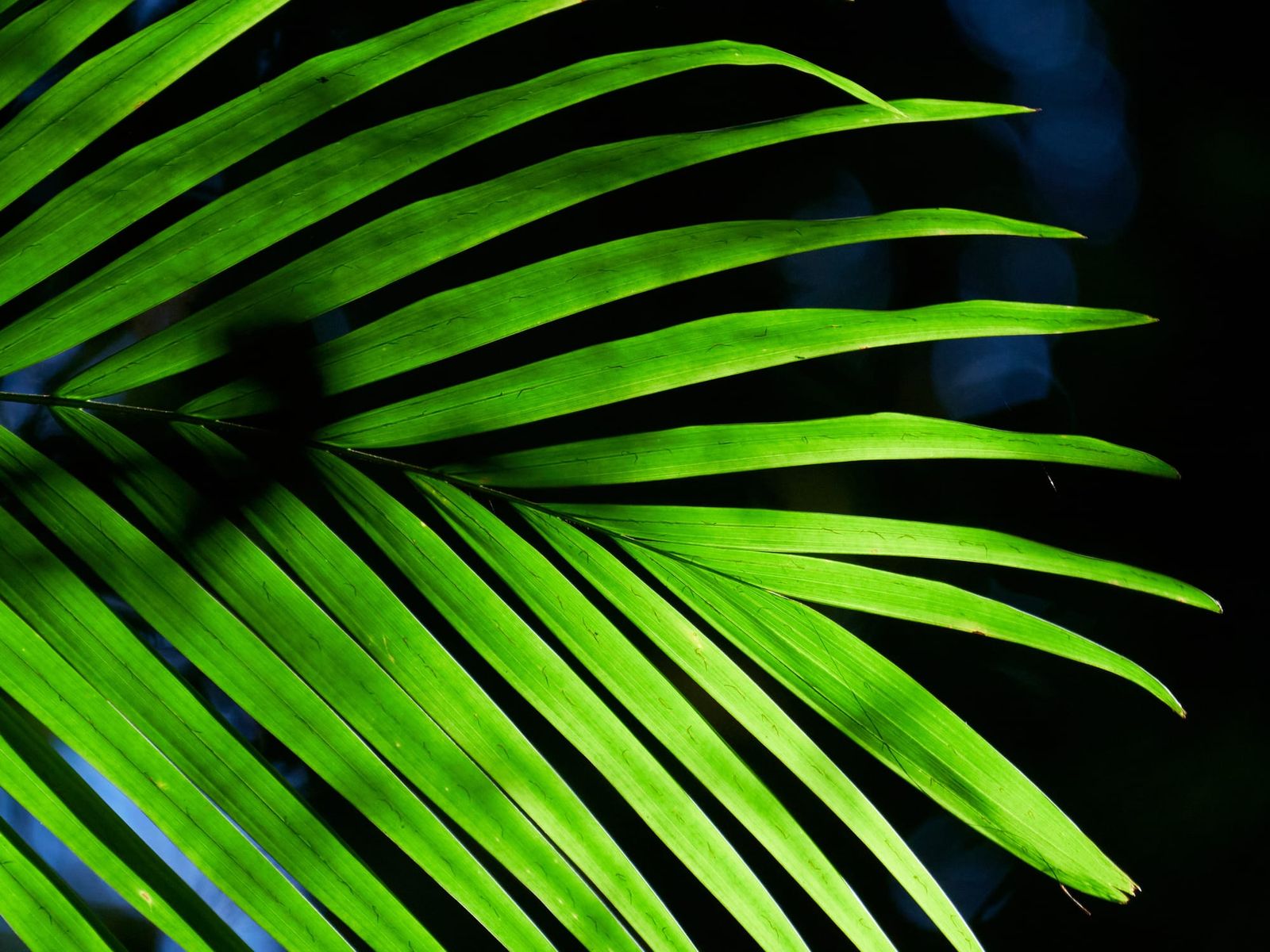 Palm frond green