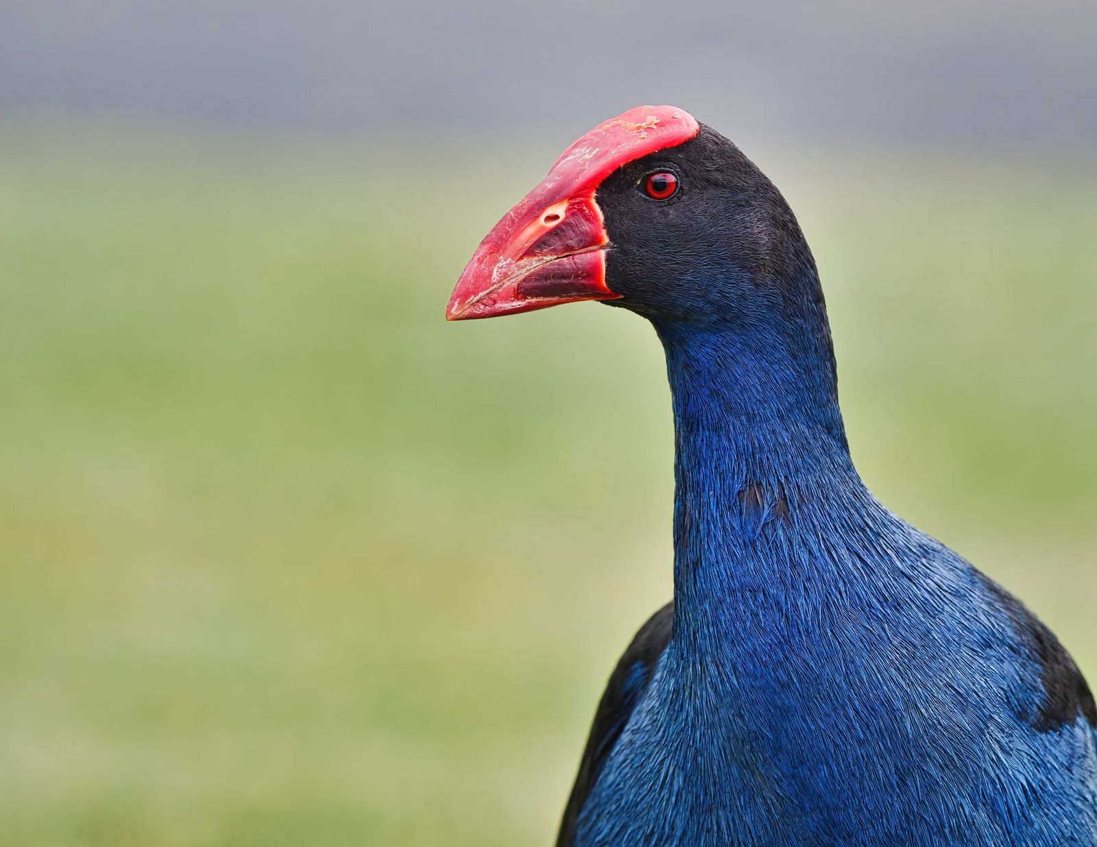 Pukeko page feature image