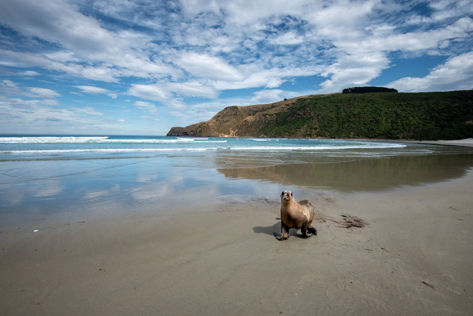 Sea lion on Allans Beach
