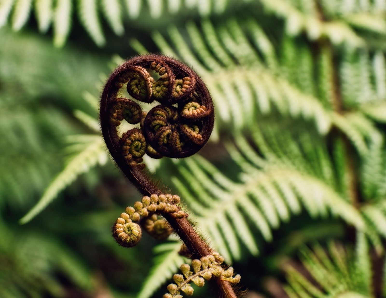 Fern page feature image