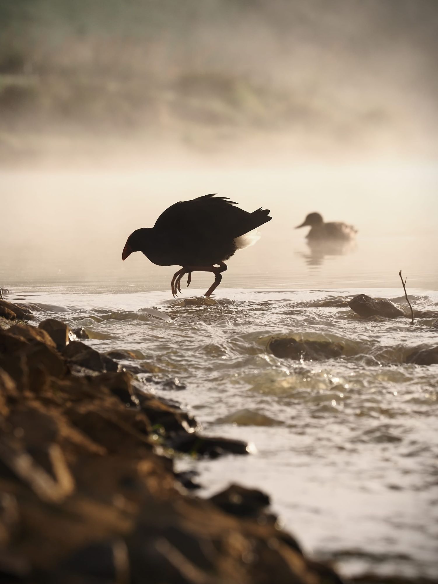 Pūkeko early steps in the mist
