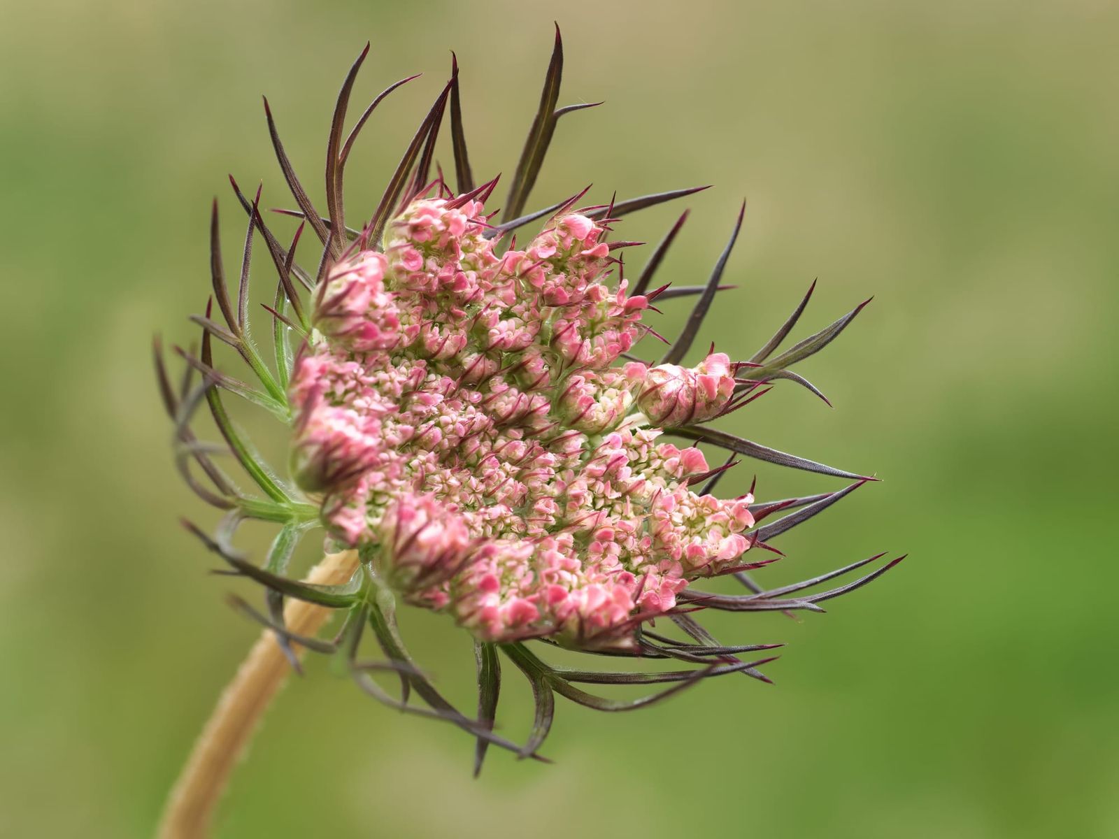 Achillea flower head