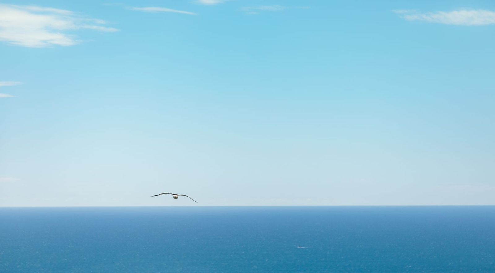 Albatross in flight over the open sea