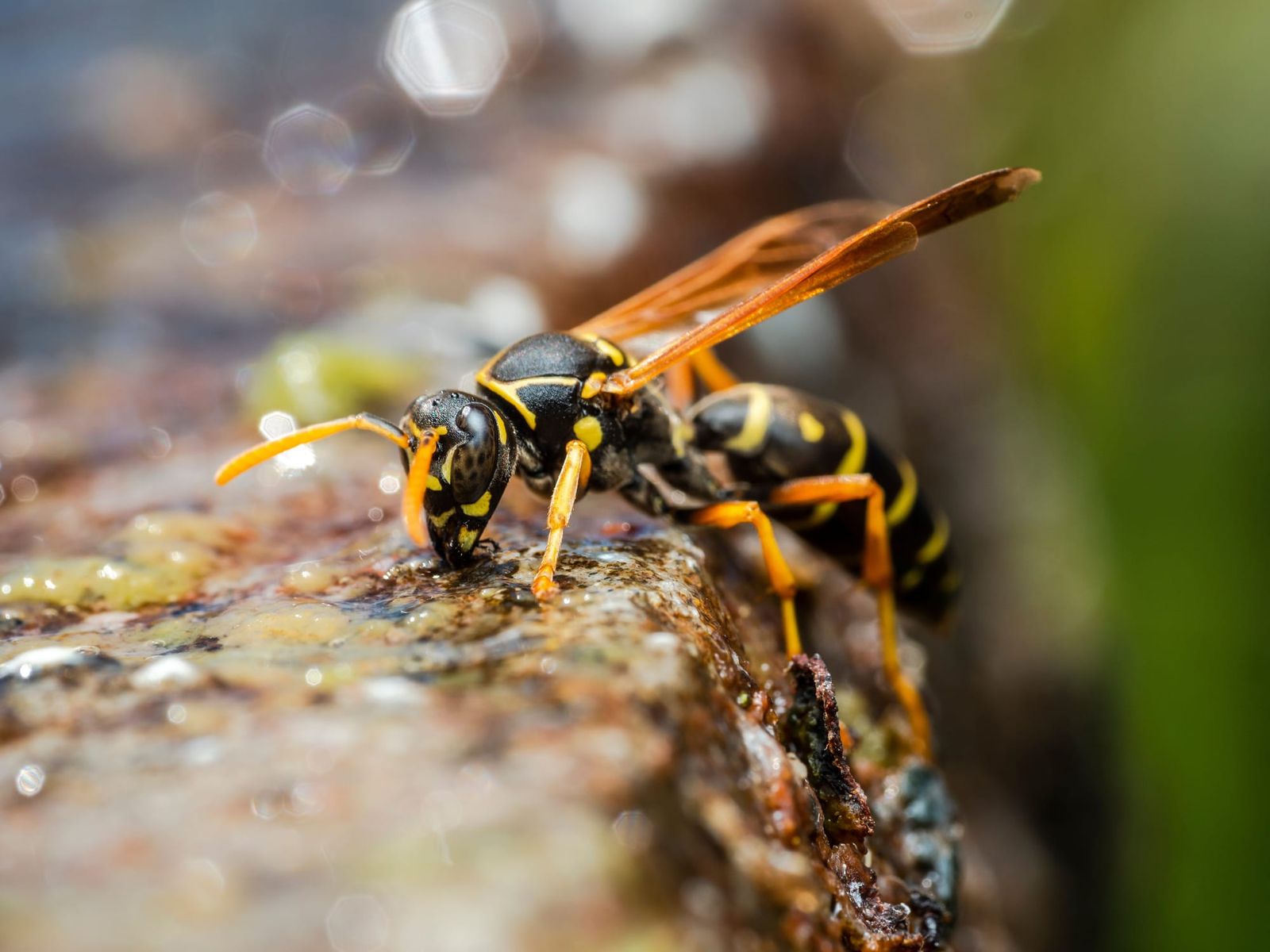 Asian paper wasp drinking