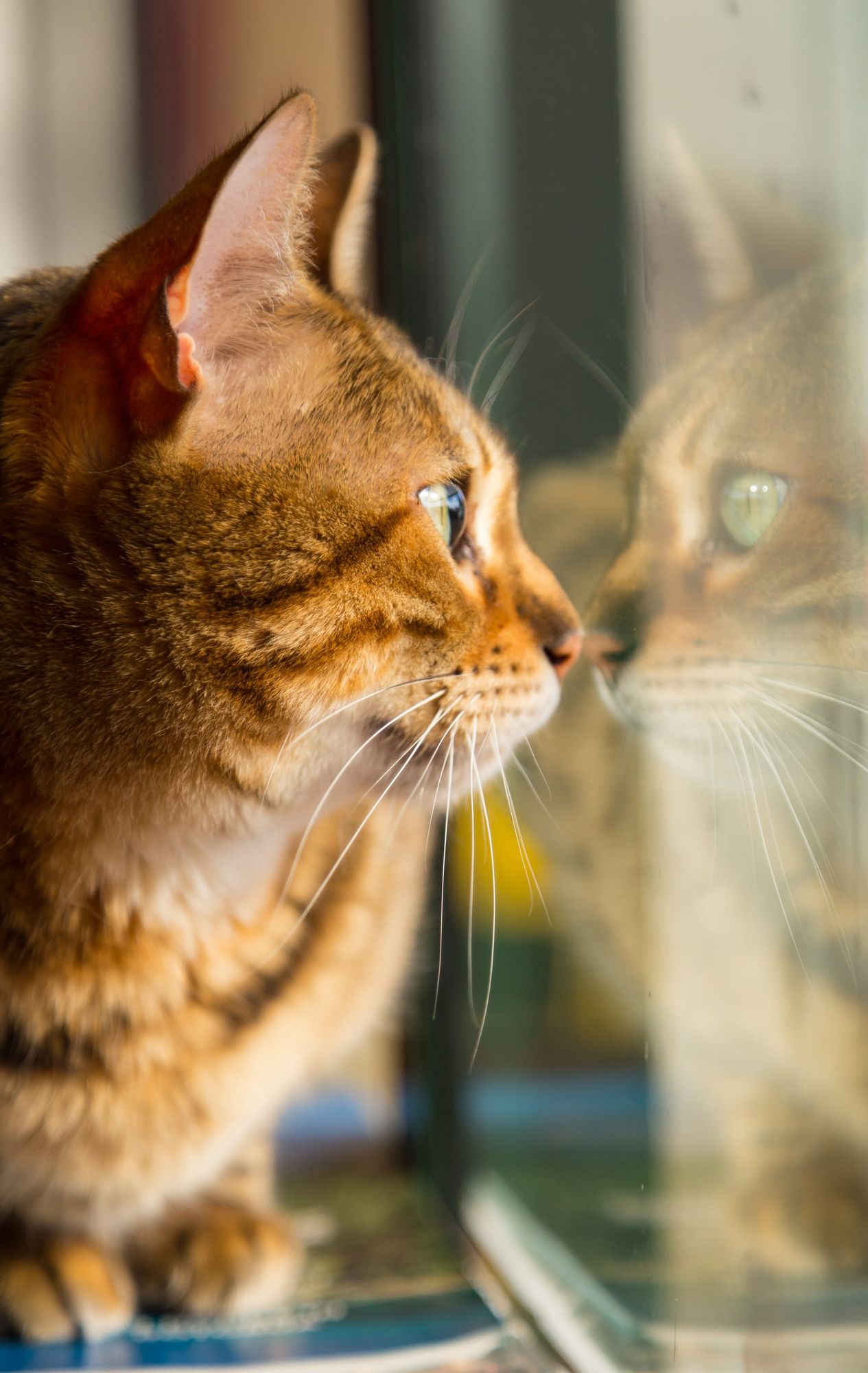 Cat looking at birds outside
