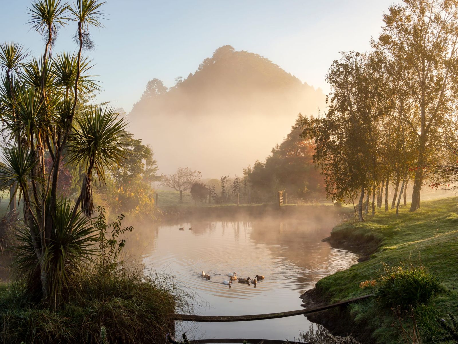 Foggy pond trees mountain ducks