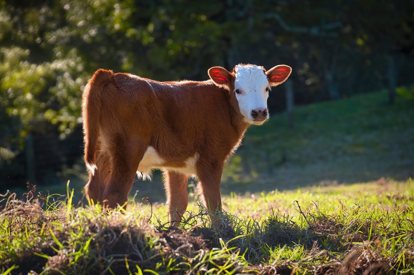 Hereford calf