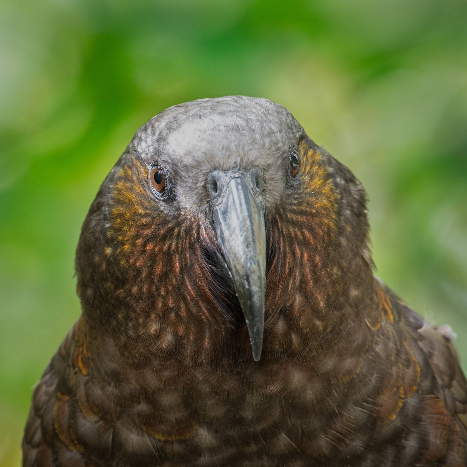 Kaka Portrait