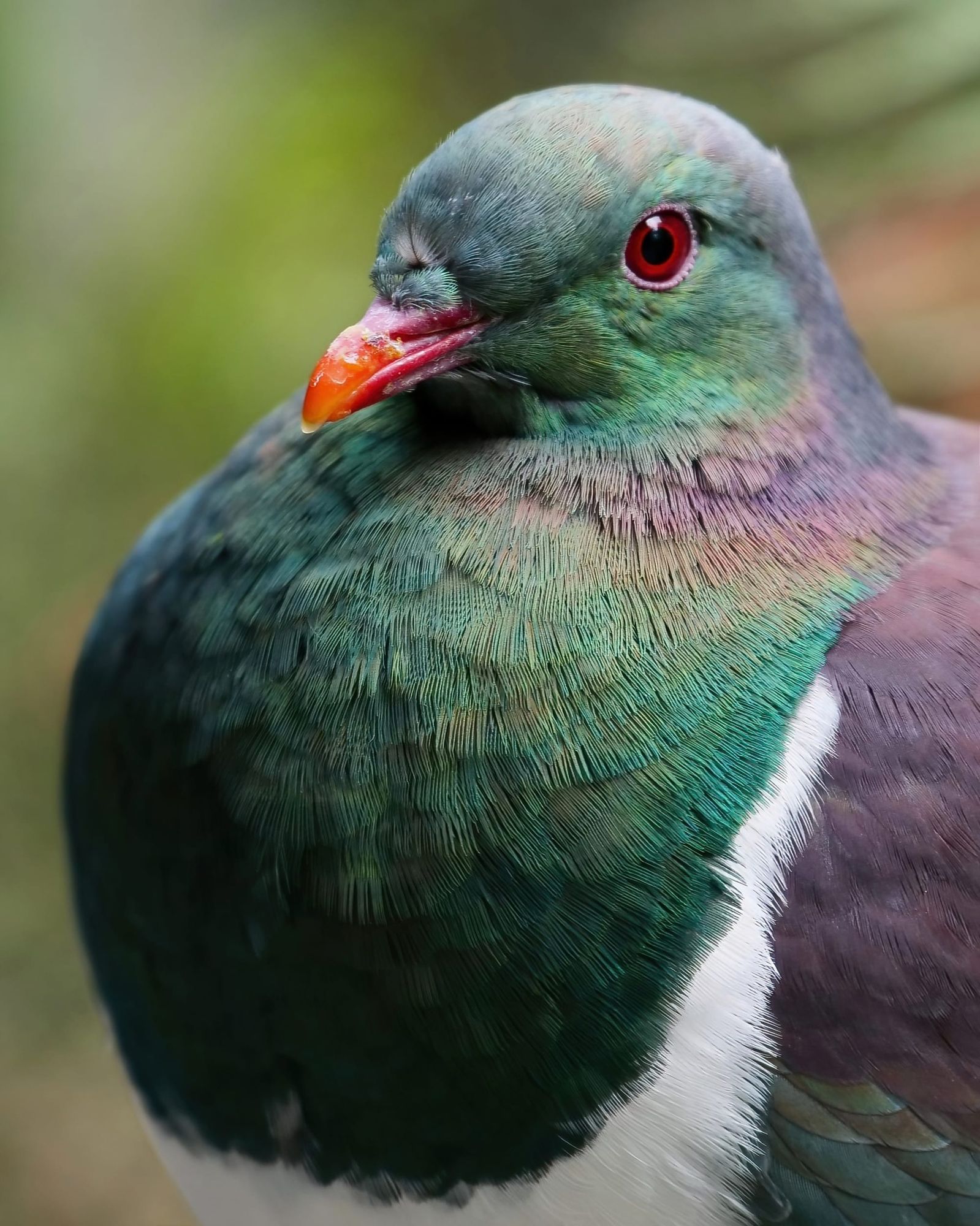 Kereru