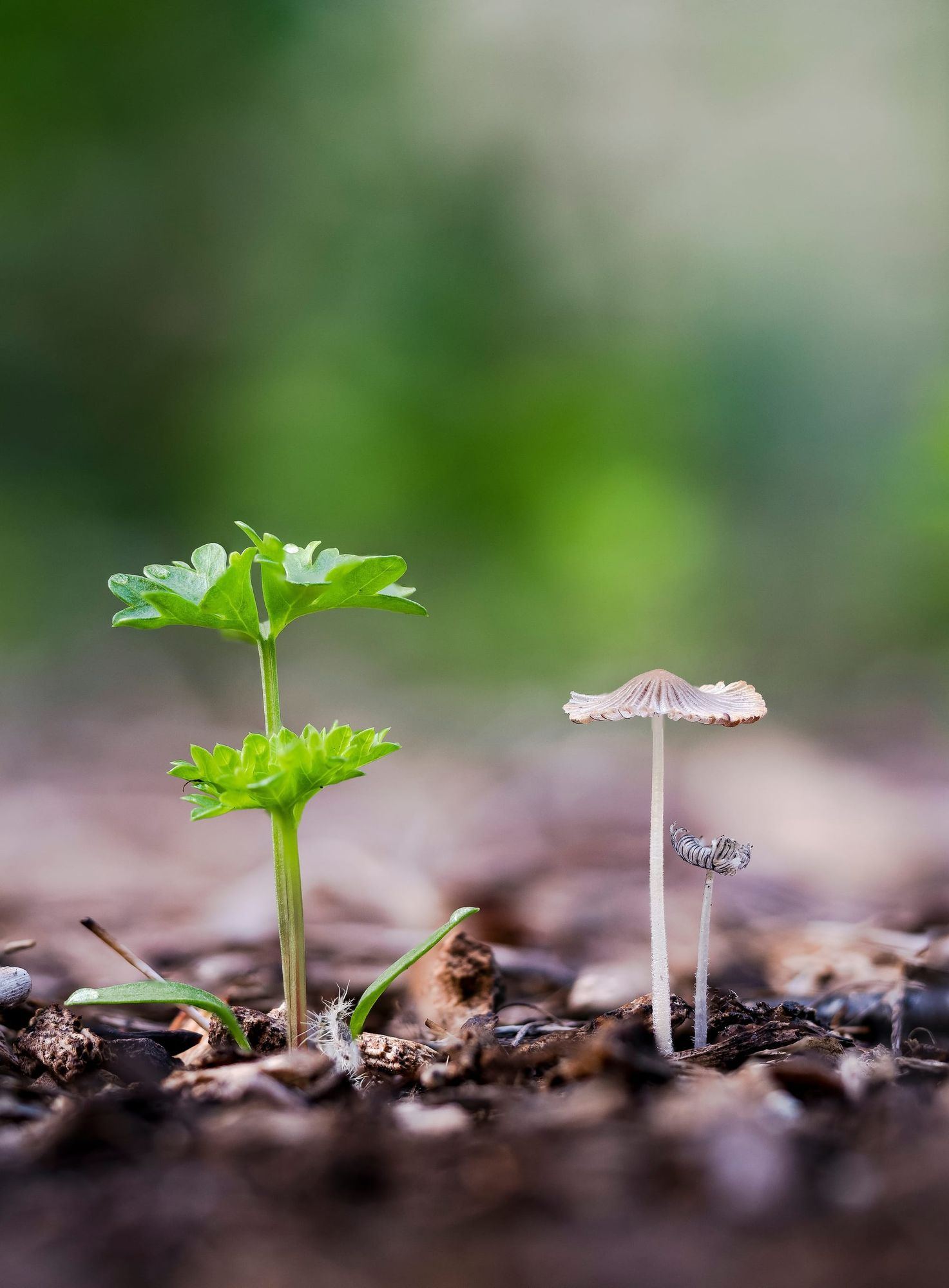 Parsley mushroom permaculture harmony