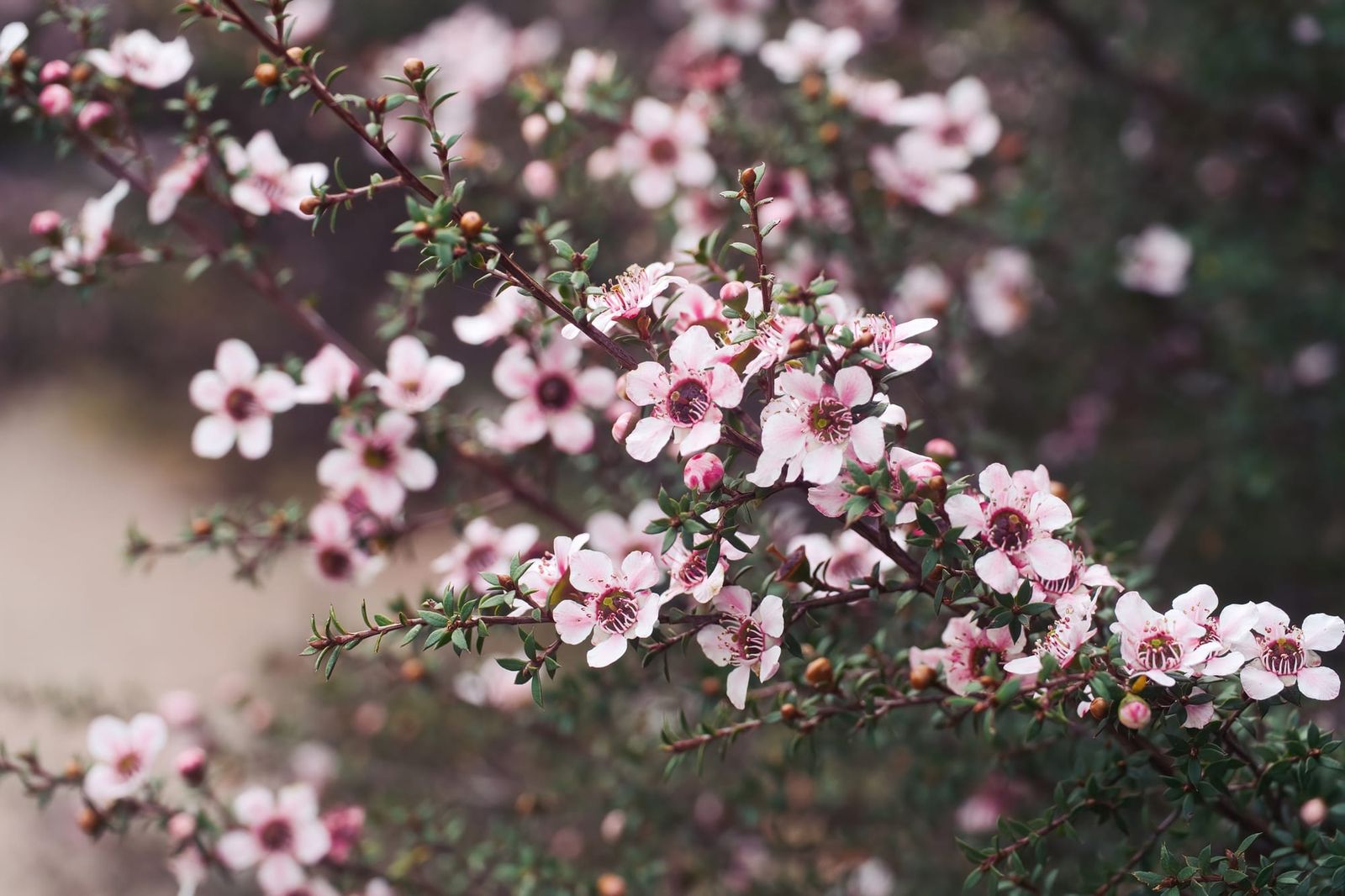 Pink manuka flowers