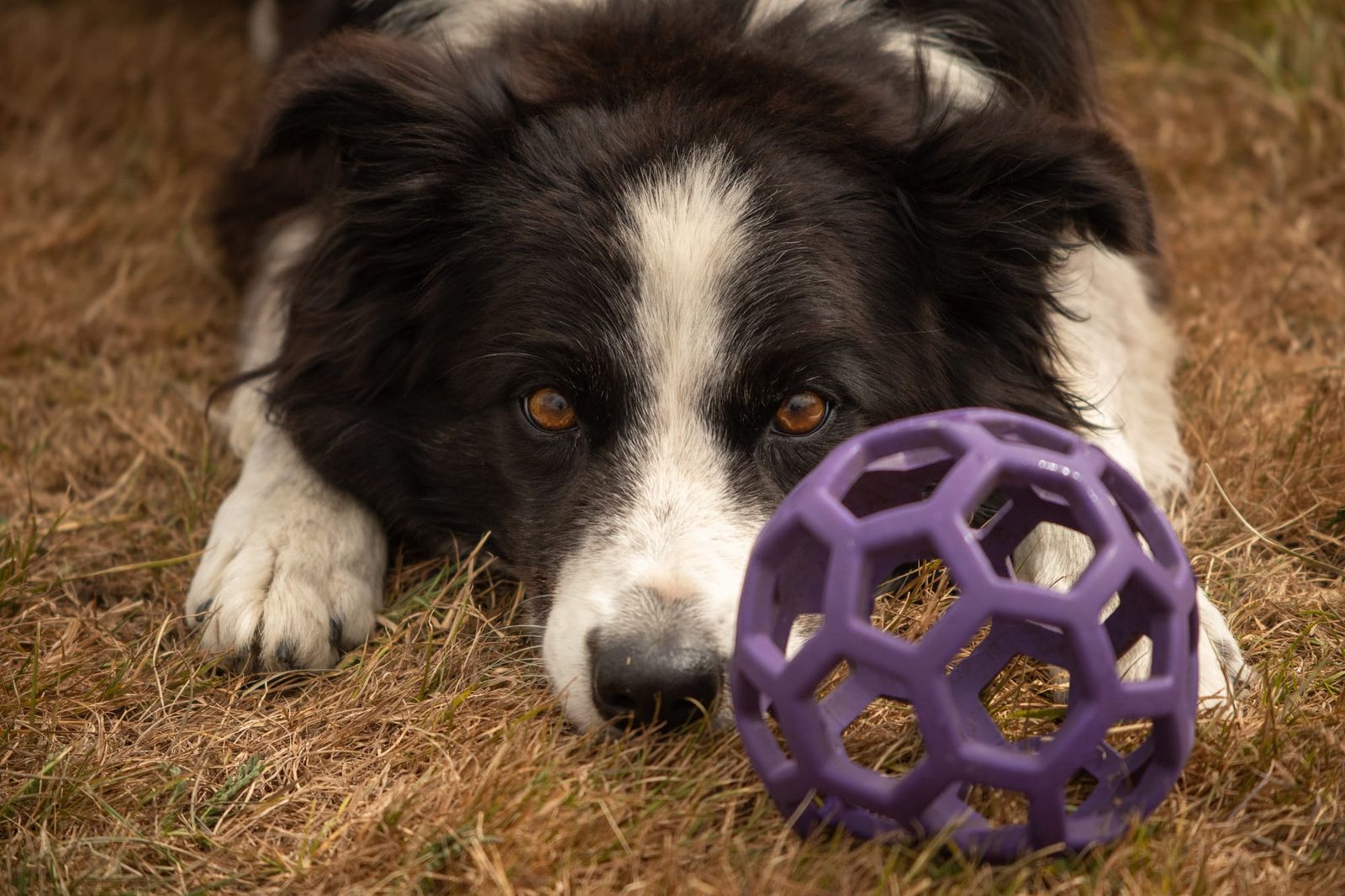 Please throw it again