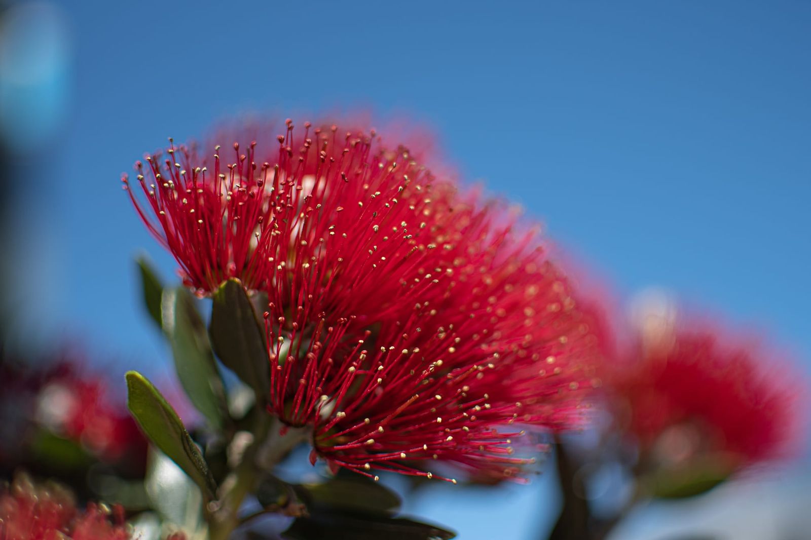 Pohutukawa