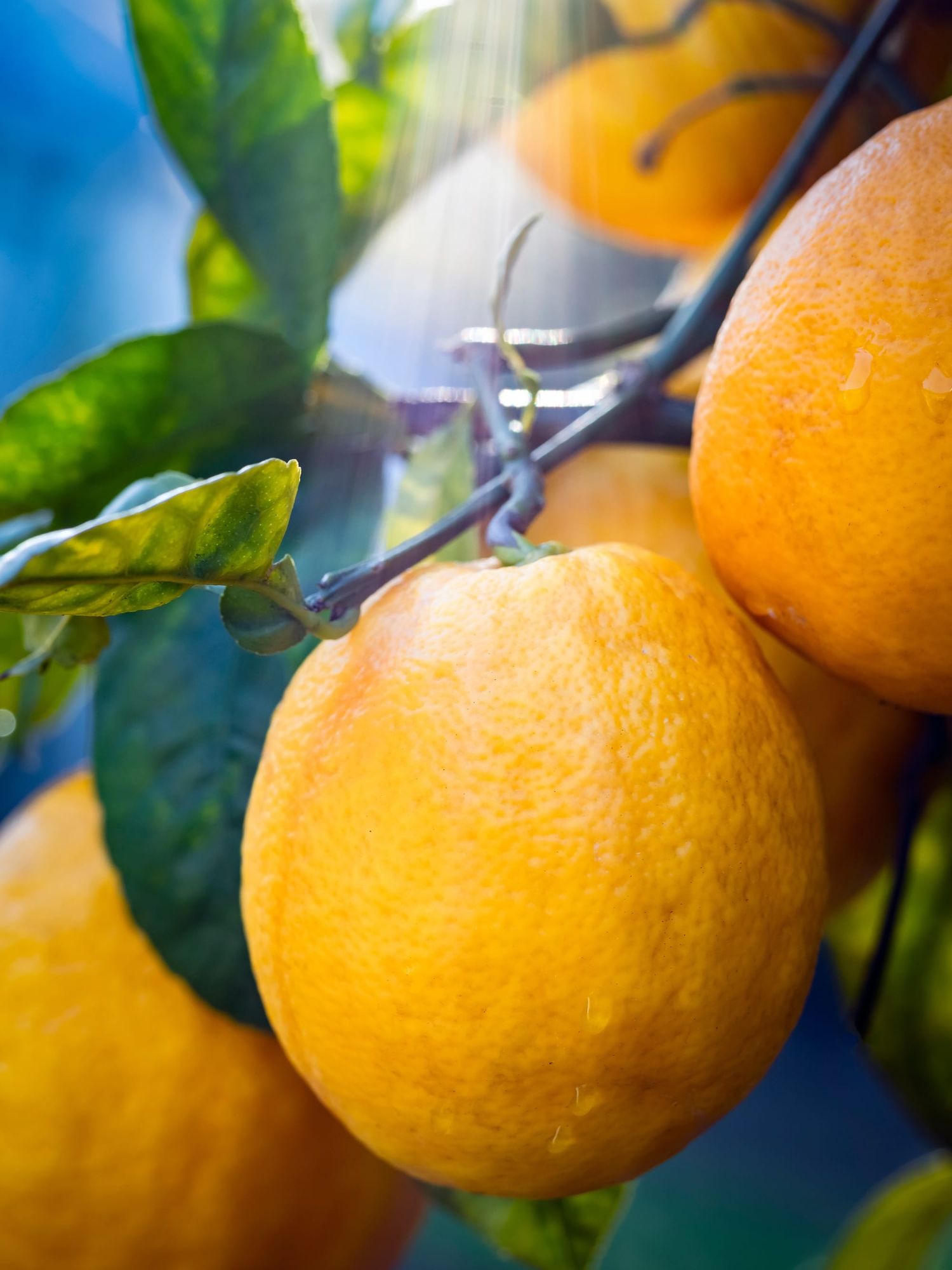 Ripe lemon tree sunlight