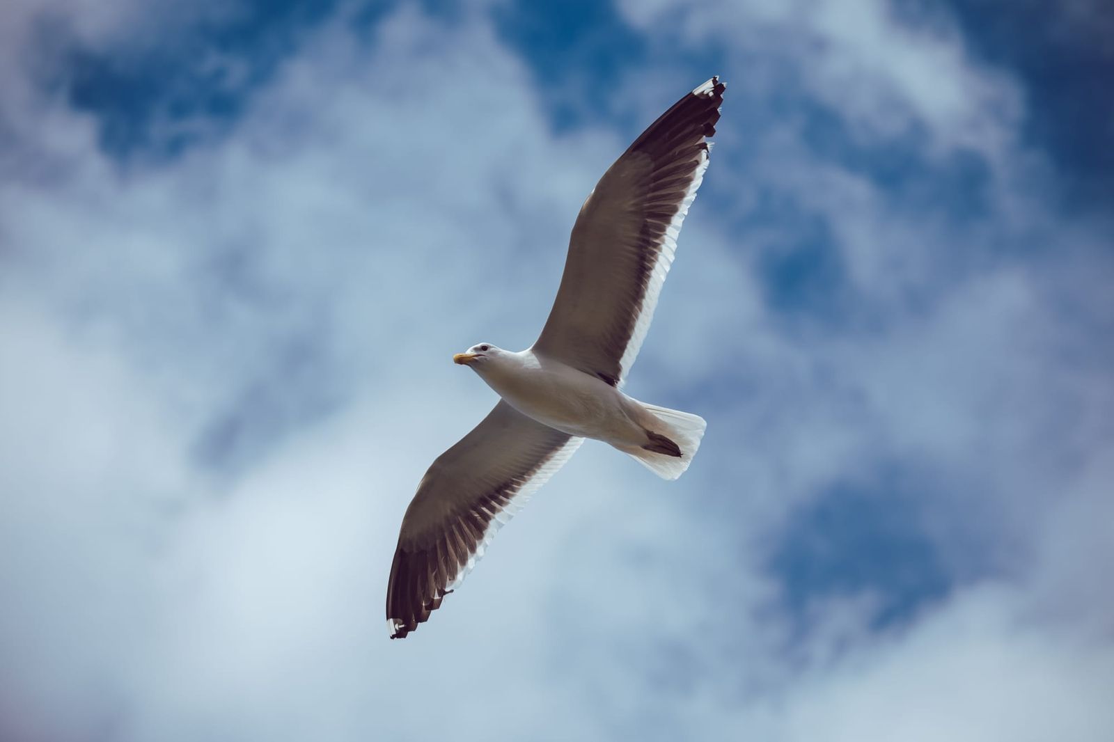 Seagull high above