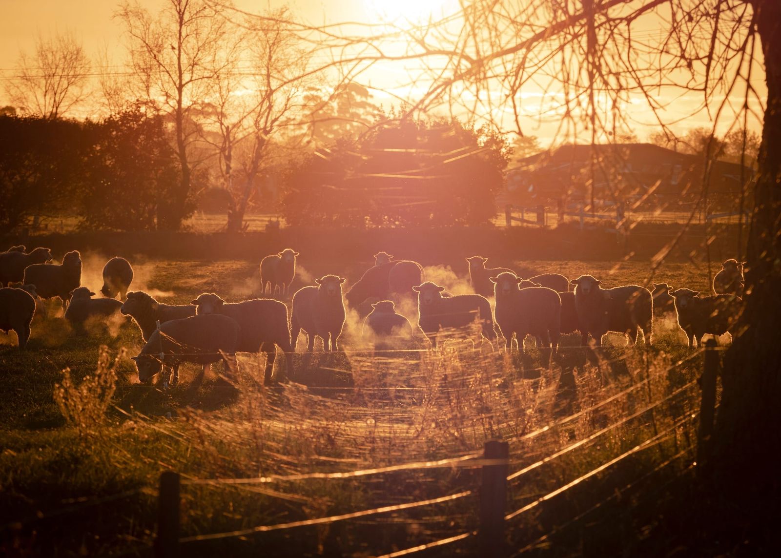 Sheep field golden light steam