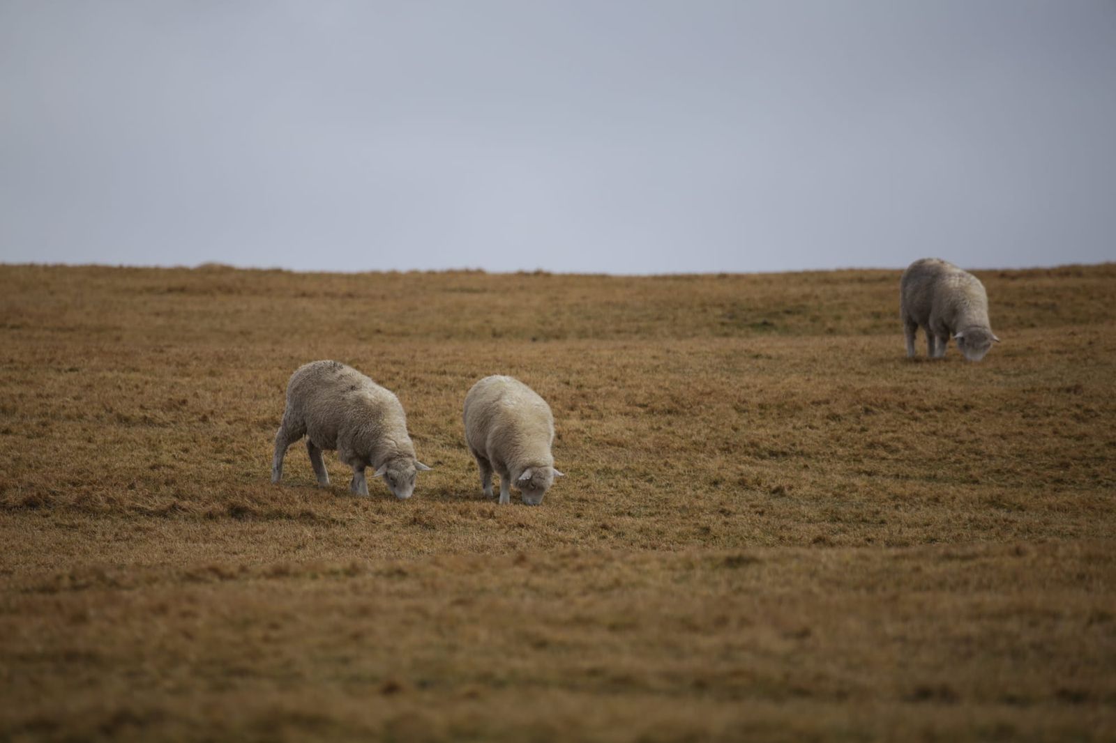 Sheep in the desert prairie
