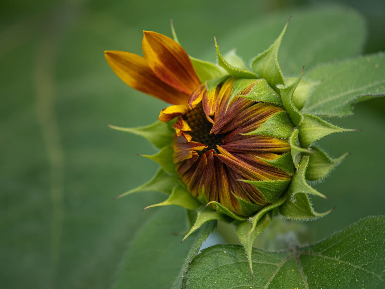 Sunflower Bud