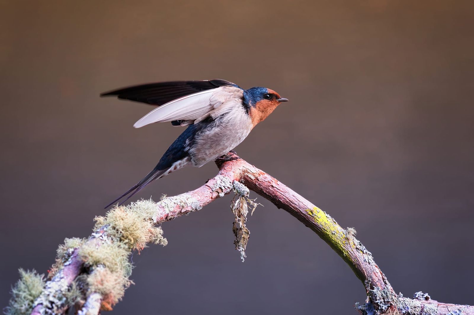 Welcome swallow
